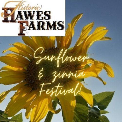 Sunflower & zinnia Festival!